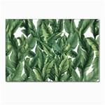 Green banana leaves Postcard 4 x 6  (Pkg of 10) Front