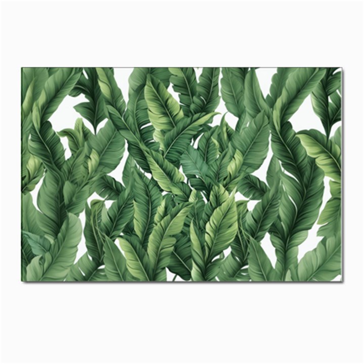 Green banana leaves Postcard 4 x 6  (Pkg of 10)