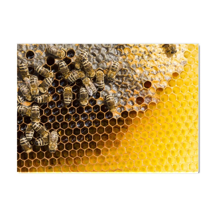 Honeycomb With Bees Crystal Sticker (A4)