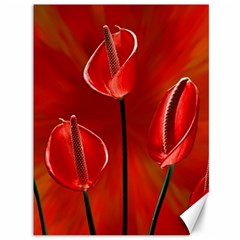 Flowers Red Canvas 36  X 48  by Askadina