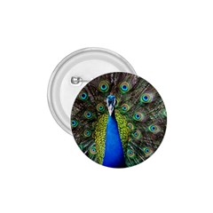 Peacock Bird Feathers Pheasant Nature Animal Texture Pattern 1 75  Buttons by Bedest