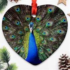 Peacock Bird Feathers Pheasant Nature Animal Texture Pattern Ornament (heart) by Bedest