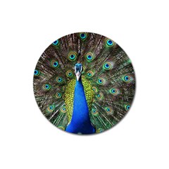 Peacock Bird Feathers Pheasant Nature Animal Texture Pattern Magnet 3  (round) by Bedest