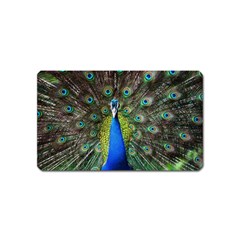 Peacock Bird Feathers Pheasant Nature Animal Texture Pattern Magnet (name Card) by Bedest