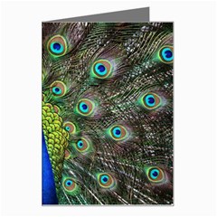 Peacock Bird Feathers Pheasant Nature Animal Texture Pattern Greeting Card by Bedest