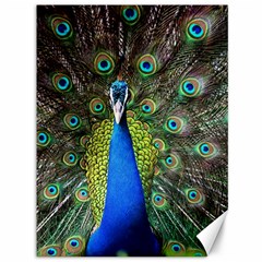 Peacock Bird Feathers Pheasant Nature Animal Texture Pattern Canvas 36  X 48  by Bedest