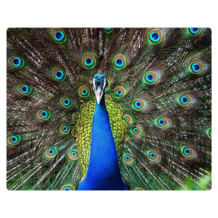 Peacock Bird Feathers Pheasant Nature Animal Texture Pattern Two Sides Premium Plush Fleece Blanket (Teen Size)