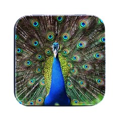 Peacock Bird Feathers Pheasant Nature Animal Texture Pattern Square Metal Box (black) by Bedest