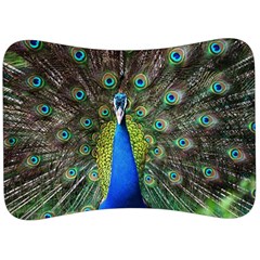 Peacock Bird Feathers Pheasant Nature Animal Texture Pattern Velour Seat Head Rest Cushion by Bedest