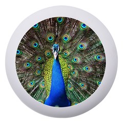 Peacock Bird Feathers Pheasant Nature Animal Texture Pattern Dento Box With Mirror