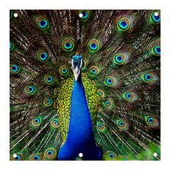 Peacock Bird Feathers Pheasant Nature Animal Texture Pattern Banner And Sign 3  X 3  by Bedest