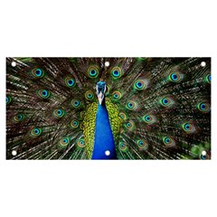 Peacock Bird Feathers Pheasant Nature Animal Texture Pattern Banner And Sign 6  X 3  by Bedest