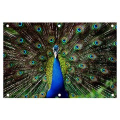 Peacock Bird Feathers Pheasant Nature Animal Texture Pattern Banner And Sign 6  X 4  by Bedest