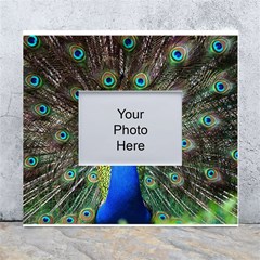 Peacock Bird Feathers Pheasant Nature Animal Texture Pattern White Wall Photo Frame 5  X 7  by Bedest