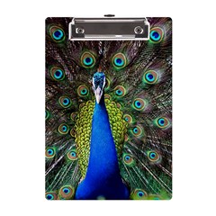 Peacock Bird Feathers Pheasant Nature Animal Texture Pattern A5 Acrylic Clipboard by Bedest