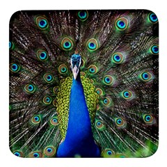 Peacock Bird Feathers Pheasant Nature Animal Texture Pattern Square Glass Fridge Magnet (4 Pack) by Bedest