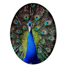 Peacock Bird Feathers Pheasant Nature Animal Texture Pattern Oval Glass Fridge Magnet (4 Pack) by Bedest