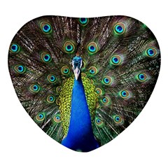 Peacock Bird Feathers Pheasant Nature Animal Texture Pattern Heart Glass Fridge Magnet (4 Pack) by Bedest