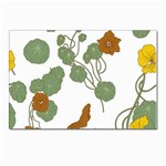 Nasturtium Flowers Plant Leaves Postcards 5  x 7  (Pkg of 10) Front