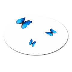 Butterfly-blue-phengaris Oval Magnet