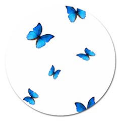 Butterfly-blue-phengaris Magnet 5  (Round)