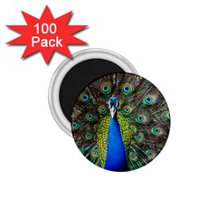 Peacock Bird Feathers Pheasant Nature Animal Texture Pattern 1 75  Magnets (100 Pack)  by Bedest