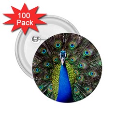 Peacock Bird Feathers Pheasant Nature Animal Texture Pattern 2 25  Buttons (100 Pack)  by Bedest