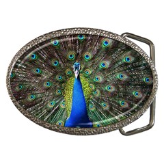 Peacock Bird Feathers Pheasant Nature Animal Texture Pattern Belt Buckles