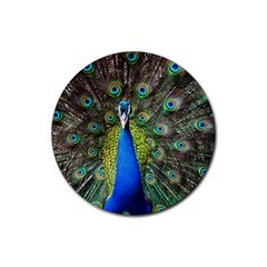 Peacock Bird Feathers Pheasant Nature Animal Texture Pattern Rubber Coaster (round) by Bedest