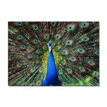 Peacock Bird Feathers Pheasant Nature Animal Texture Pattern Sticker A4 (10 pack) Front