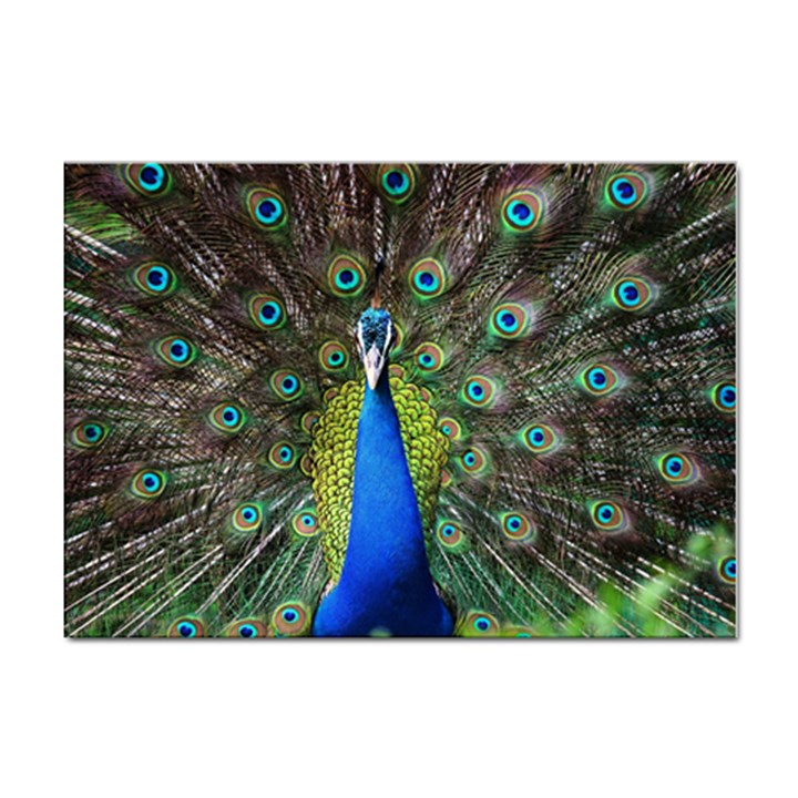 Peacock Bird Feathers Pheasant Nature Animal Texture Pattern Sticker A4 (10 pack)