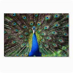 Peacock Bird Feathers Pheasant Nature Animal Texture Pattern Postcards 5  X 7  (pkg Of 10) by Bedest