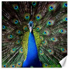 Peacock Bird Feathers Pheasant Nature Animal Texture Pattern Canvas 20  X 20  by Bedest