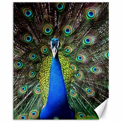 Peacock Bird Feathers Pheasant Nature Animal Texture Pattern Canvas 11  X 14  by Bedest