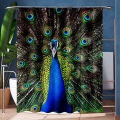 Peacock Bird Feathers Pheasant Nature Animal Texture Pattern Shower Curtain 60  X 72  (medium)  by Bedest