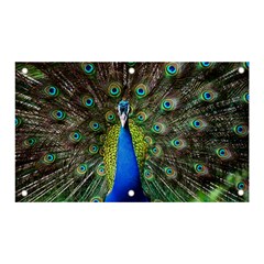 Peacock Bird Feathers Pheasant Nature Animal Texture Pattern Banner And Sign 5  X 3  by Bedest