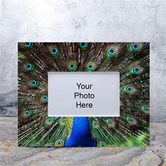 Peacock Bird Feathers Pheasant Nature Animal Texture Pattern White Tabletop Photo Frame 4 x6  by Bedest