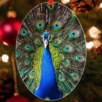 Peacock Bird Feathers Pheasant Nature Animal Texture Pattern UV Print Acrylic Ornament Oval Front