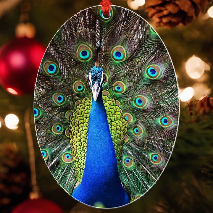 Peacock Bird Feathers Pheasant Nature Animal Texture Pattern UV Print Acrylic Ornament Oval