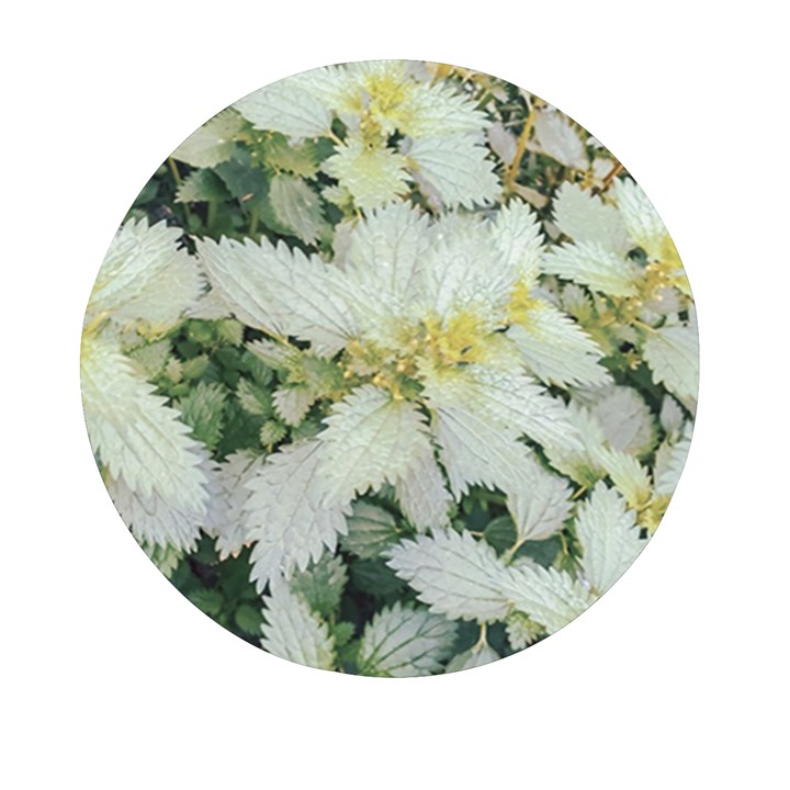 Enchanting Foliage Sharp Edged Leaves In Pale Yellow And Silver Bk Mini Round Pill Box