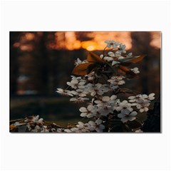 White Flower Postcards 5  X 7  (pkg Of 10) by Azkajaya