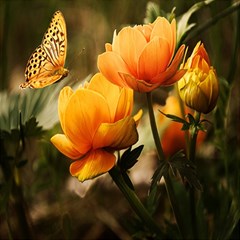 Yellow Butterfly Flower Play Mat (square) by Azkajaya