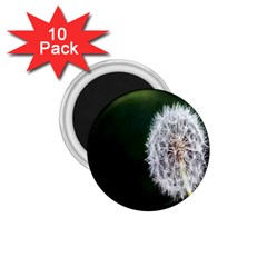 White Flower 1 75  Magnets (10 Pack)  by Azkajaya