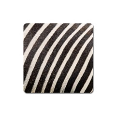 Zebra Zebra Pattern Zebra Fur Zebra Print Strip Square Magnet