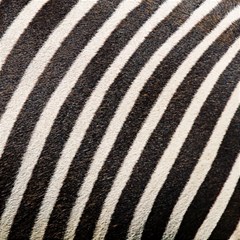 Zebra Zebra Pattern Zebra Fur Zebra Print Strip Play Mat (rectangle) by Azkajaya