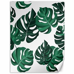 Illustrations Monstera Leafes Canvas 36  X 48  by anzea