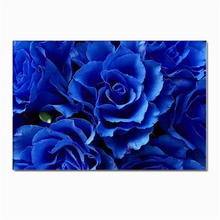 Blue Roses Flowers Plant Romance Blossom Bloom Nature Flora Petals Postcard 4 x 6  (Pkg of 10)