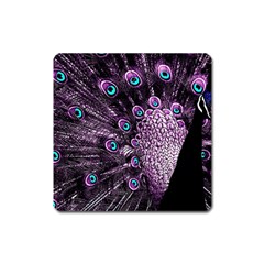 Purple Peacock Square Magnet by Bedest