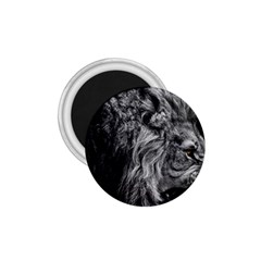 Angry Male Lion Wild Animal 1 75  Magnets by Loisa77