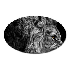 Angry Male Lion Wild Animal Oval Magnet by Loisa77